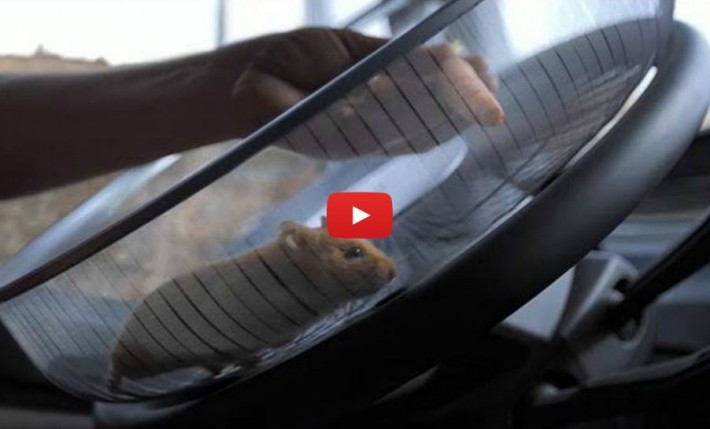 A Hamster Driving a Volvo Truck - Easy! Volvo Trunk Hamster