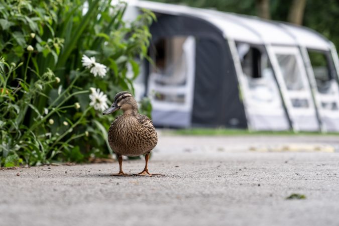 Chatsworth Park Caravan and Motorhome Club Campsite Review